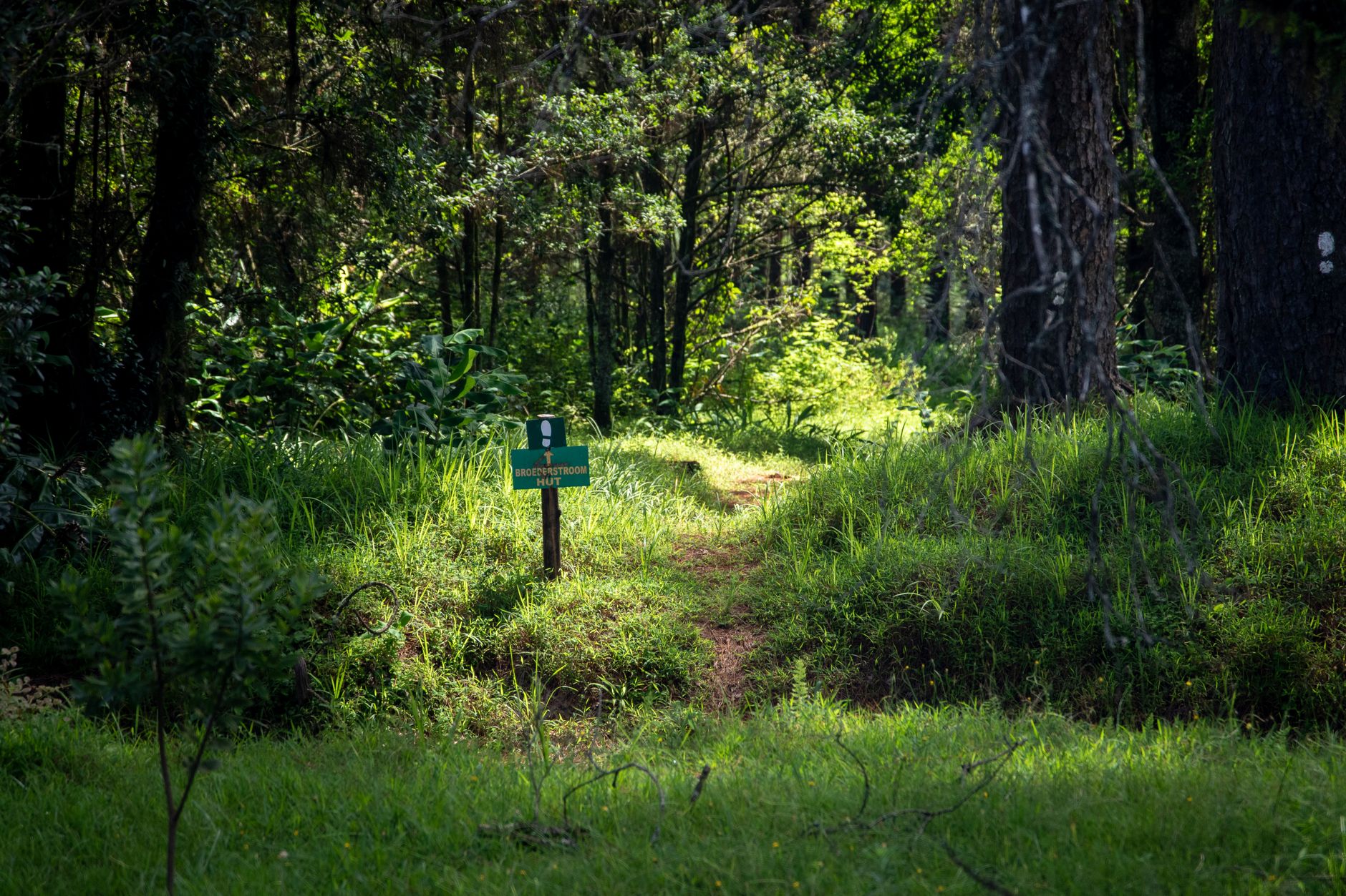 A serene forest path with a biodiversity warning sign surrounded by dense greenery.