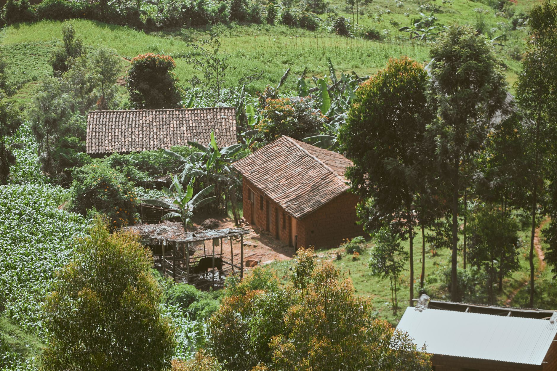 Aerial view of a rustic farmhouse amidst lush greenery and trees, ideal for rural lifestyle themes.