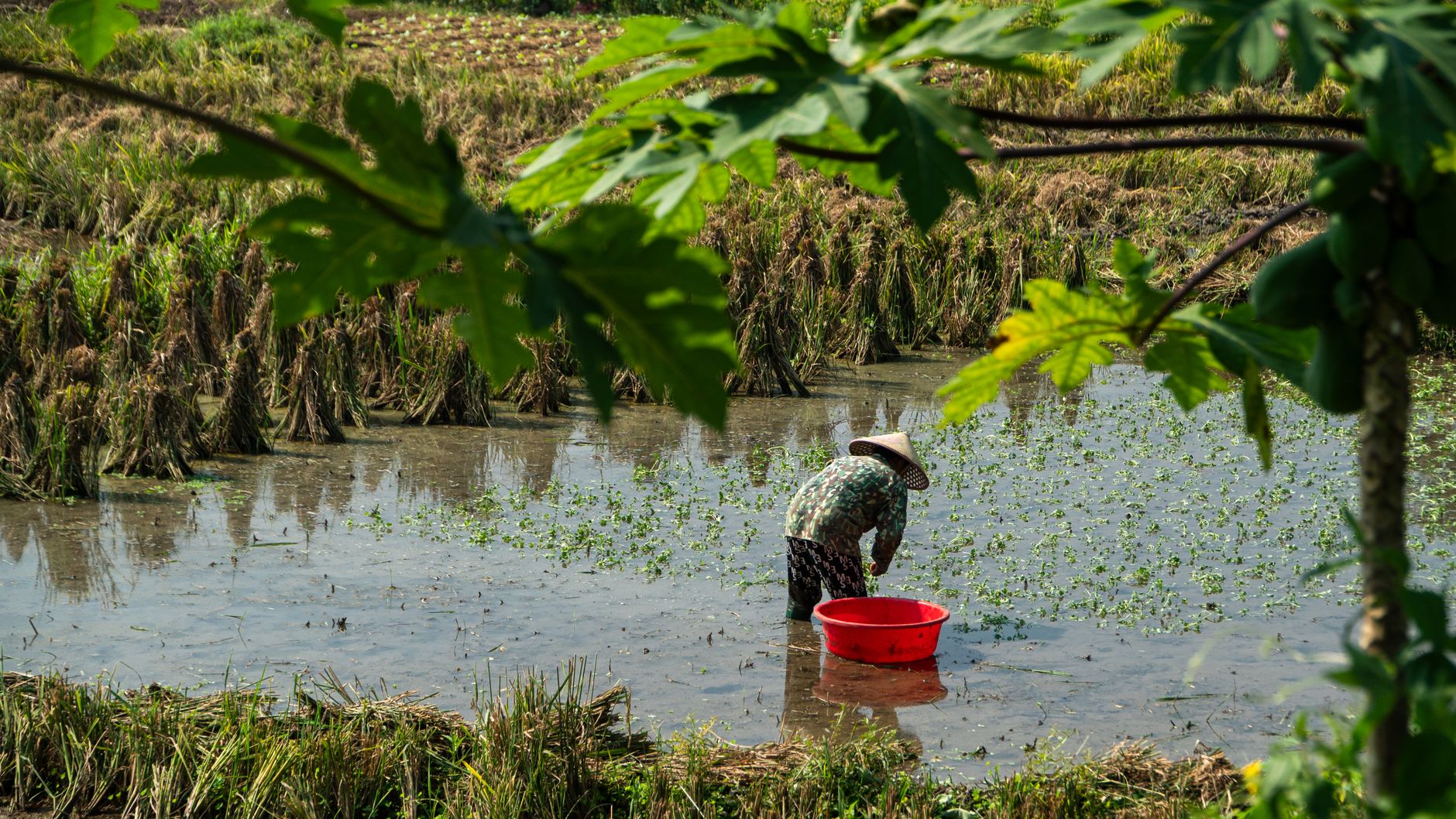 A Vietnamese farmer tends to crops in a lush, green rice field during the day.
