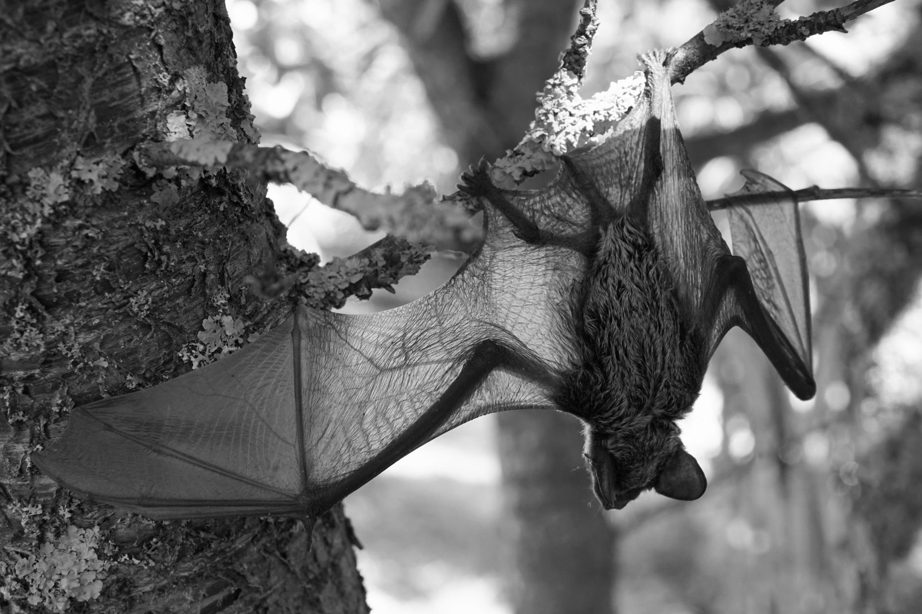 A detailed monochromatic image of a bat hanging from a tree branch outdoors, emphasizing natural wildlife.