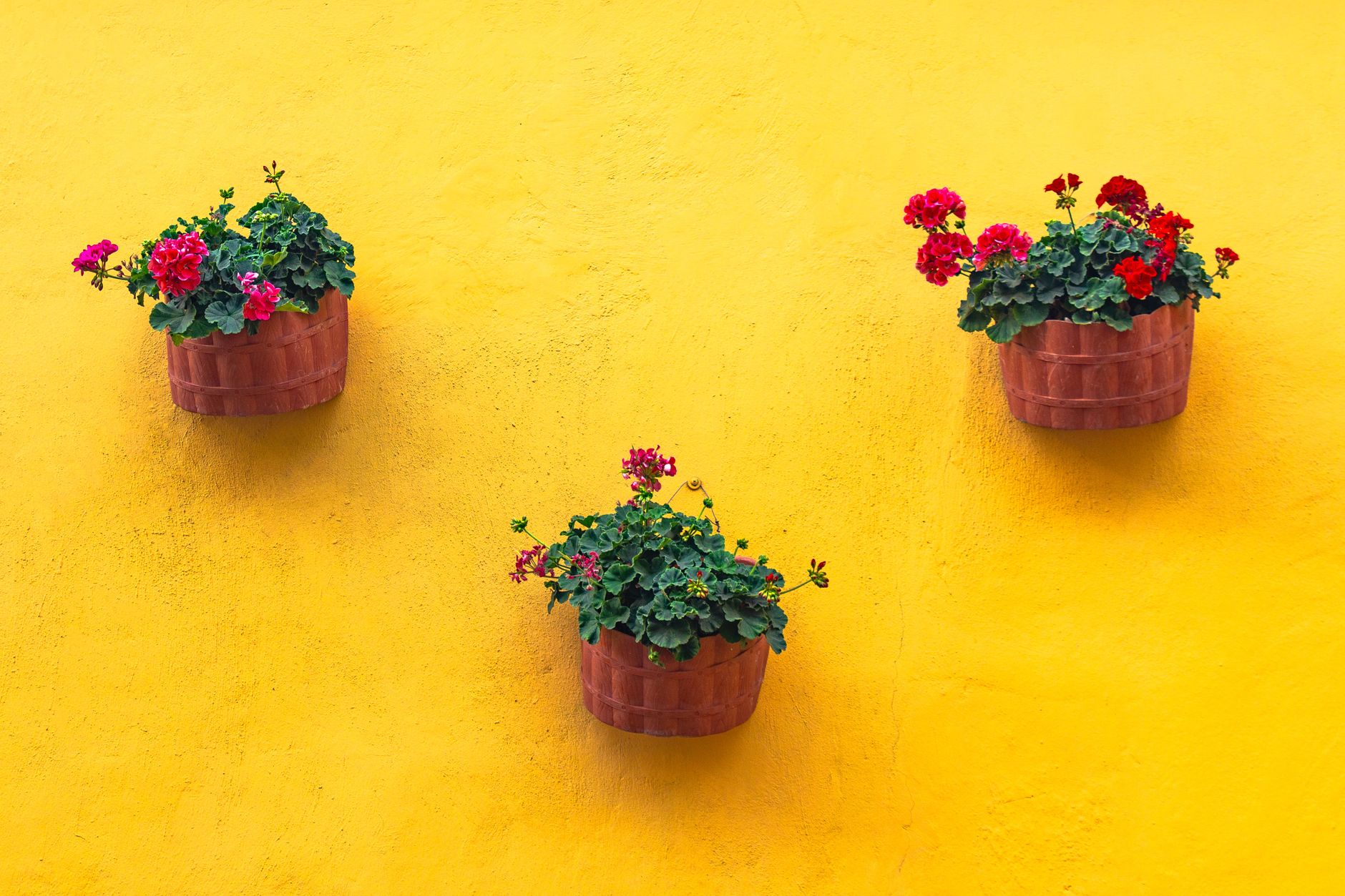 Gentle blooming red flowers growing in clay pots hanging on yellow wall of typical residential house